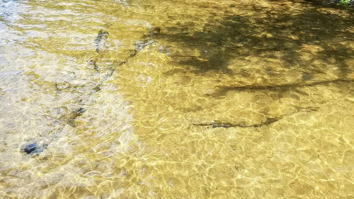 Northern Wisconsin - Photo 4